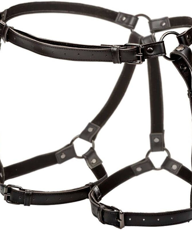 CALEXOTICS - EUPHORIA EQUITAZIONE COSCIA